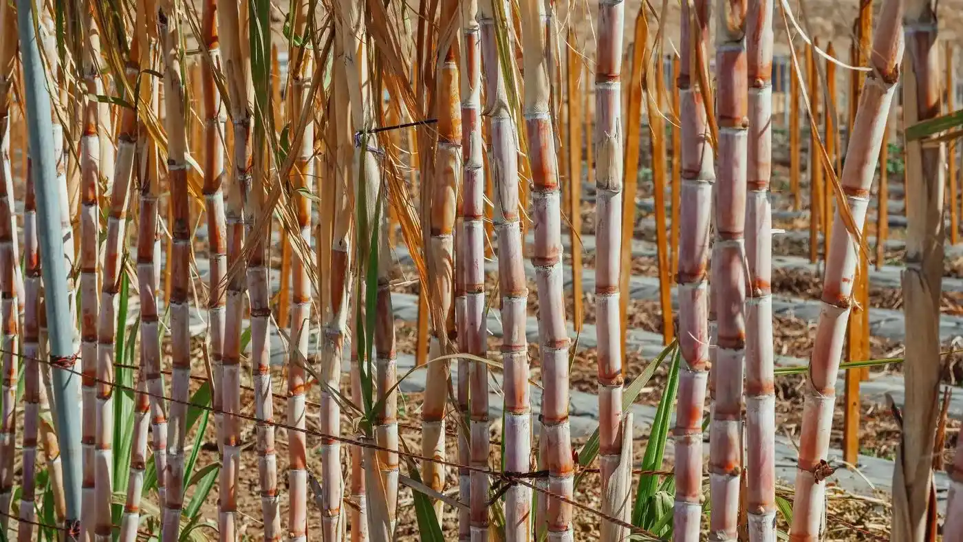 Cañaduzal, campo de caña de azúcar, la planta de cuyo jugo se hace la panela